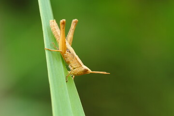 a grasshopper perched on a leaf, macro photography, close up, insect.