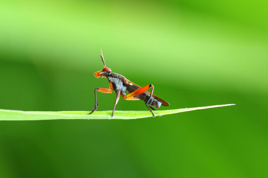 Red marsh fly (Sciomyzidae), macro photography, close up, insect.