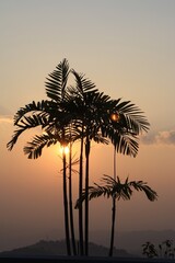 Sunset Palms