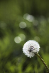 Pusteblume