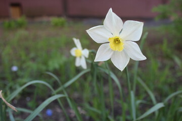 white narcissus with a yellow center blooms in a flower bed in summer