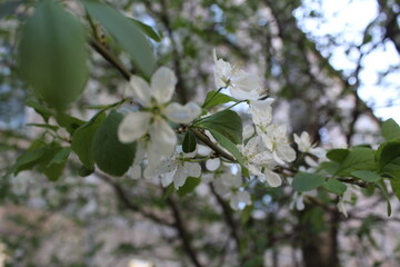 A wide closeup of white cherry blossom flowers