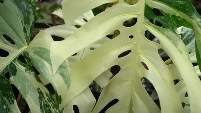 close up of Monstera borsigiana variegated leaves, indoor plants, tropical plants, swiss cheese plants