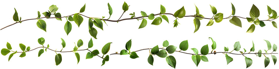 Detailed image showing a single branch with lush green leaves against a white backdrop, symbolizing growth and vitality