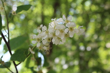 A wide closeup of white cherry blossom flowers