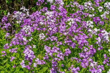 Purple And White Dame's Rocket Flowers Growing Along The Fox River Trail In Wisconsin In Spring
