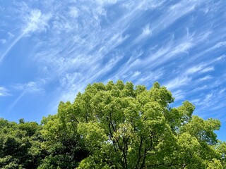 青空と雲と樹木の風景　