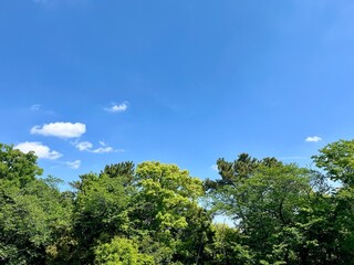Obraz premium 青空と樹木の風景