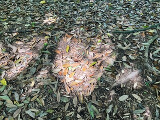 落ち葉と木漏れ日