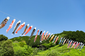 静岡県熱海市　姫の沢公園の鯉のぼり(5月)