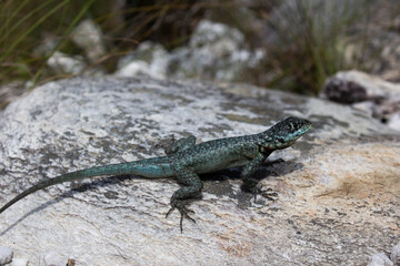 lizard on the rock