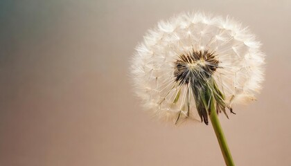 Dandelion flower isolated on a isolated pastel background Copy space Closeup for design