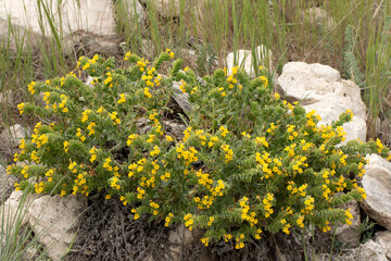 Tosbağa Cicegi (lit. means turtle-wort in Turkish) (Alkanna orientalis) belonging to the family Boraginaceae 