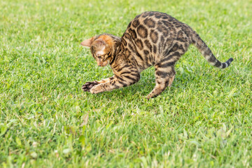 Bengal kitten playing outdoors