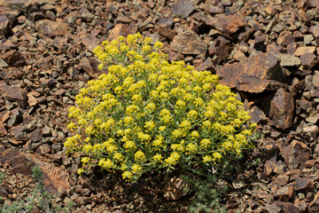 A blooming plant of Alyssum sibiricum in a stony habitat in Sivas province