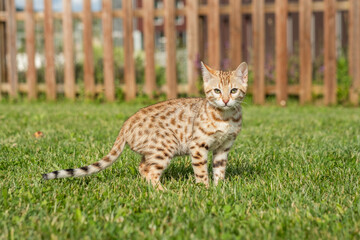 Bengal Kitten in Backyard