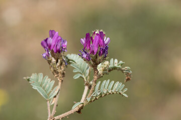 Astragalus sp. in the central Anatolia in May