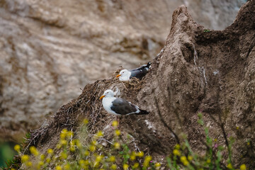 Seagulls on a cliff top