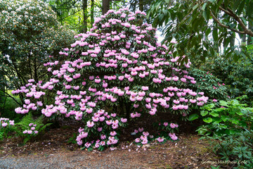 Huge Rhododendron bush in Federal Way, Washington.