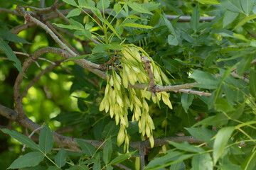Fresh winged seedpods of the narrow leaved ash tree (Fraxinus angustifolius) in May