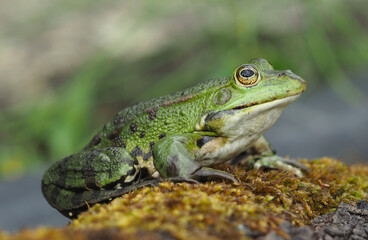 Männlicher grüner Frosch sitzt auf einem bemoosten Stamm am Teichrand