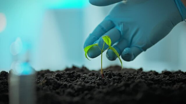 A professional researcher wearing gloves inspects sprout grown from biologically engineered cells. Experiments on growing modified food in laboratory conditions. Bioengineering in improving nutrition