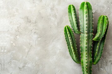 Naklejka premium A cactus is standing on a grey wall