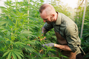 Marijuana cannabis plant farmer harvesting testing plants health using scissors glass for medical...