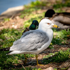 Closeup of a seagull at a city park pond