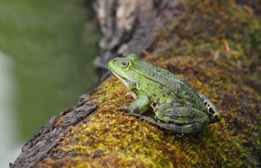 Männlicher grüner Frosch sitzt auf einem bemoosten Stamm