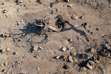 Desert floor closeup of rocks and wood