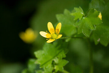 A flower of celandine saxifraga (Saxifraga cymbalaria) in May