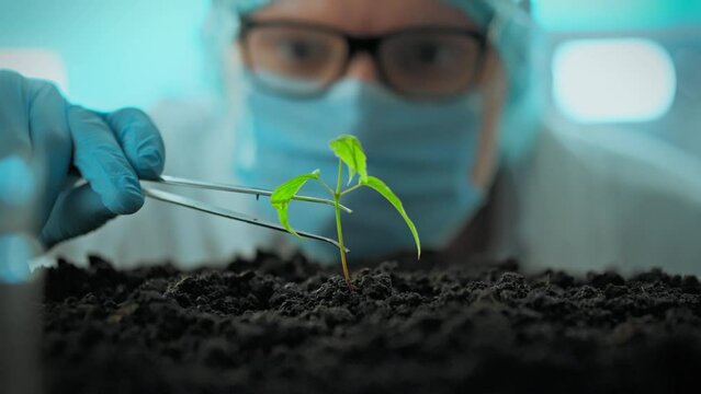 A professional researcher tests a biologically created sprout. Laboratory experiments on growing modified food demonstrate the potential of bioengineering. Advances in food technology