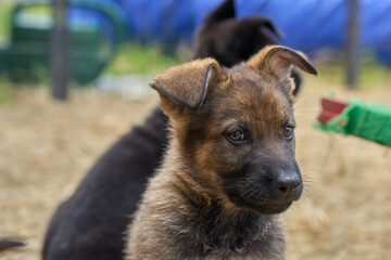 Beautiful German Shepherd puppies playing in their enclosure on a spring day in Skaraborg Sweden