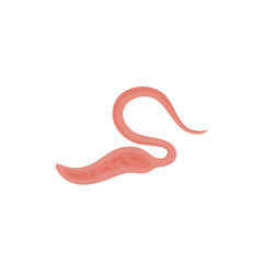 Obraz premium Whipworm Vektor Illustration 