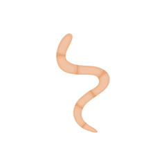 Parasites Worm in Domestic Animals Tapeworm 