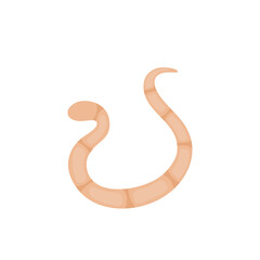 Parasites Worm in Domestic Animals Tapeworm 