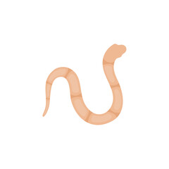 Parasites Worm in Domestic Animals Tapeworm 