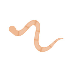 Parasites Worm in Domestic Animals Tapeworm 