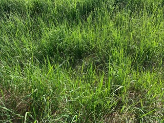 grass in the wind