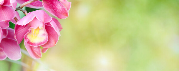 Blooming Pink Cymbidium Orchid Flowers on Blurred Greenery Background for Wallpaper Design of...