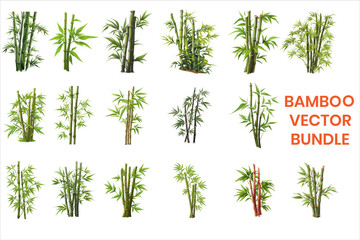 Obraz premium A cluster of bamboo with green Leaves and stems against a white background. BAMBOO VECTOR. 