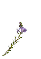 Beautiful speedwell flower(Veronica sp). on white background
