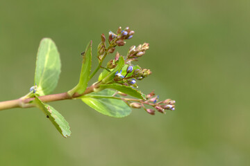 European speedwell (Veronica beccabunga), a succulent herbaceous perennial plant belonging to the flowering plant family Plantaginaceae