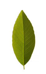 Obraz premium Fresh leaf details of the walnut (Juglans regia)
