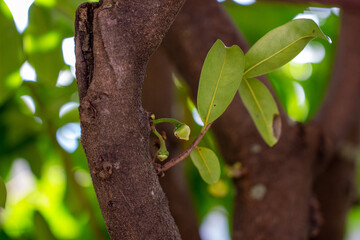 Graviola (Annona muricata). Árvore com flores.	