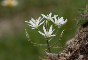 White star flowers (Ornithogalum sp) in a meadow in Tokat province