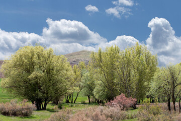 Willow trees by the side of a creek in the central Anatolia