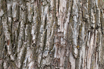 Bark texture of the white willow (Salix alba) tree