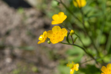 Naklejka premium The wooly buttercup (Ranunculus lanuginosus) plant blooming